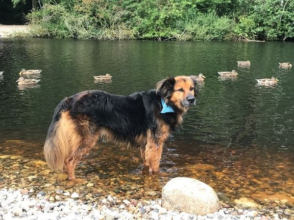Mischlingshund Flou