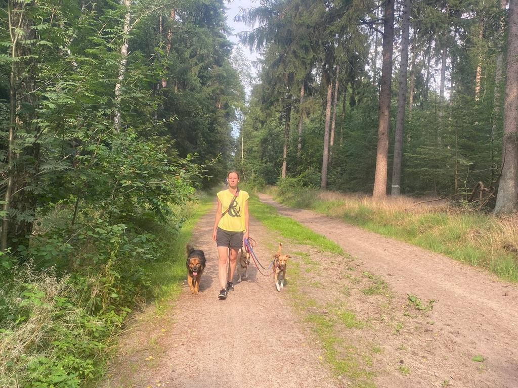 Flou, Linus und Birdy beim Gassigang im Wald