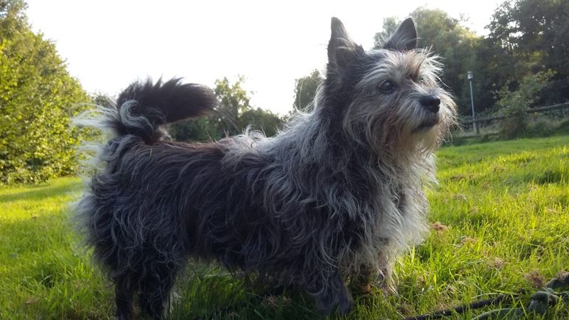 Gini und Flou