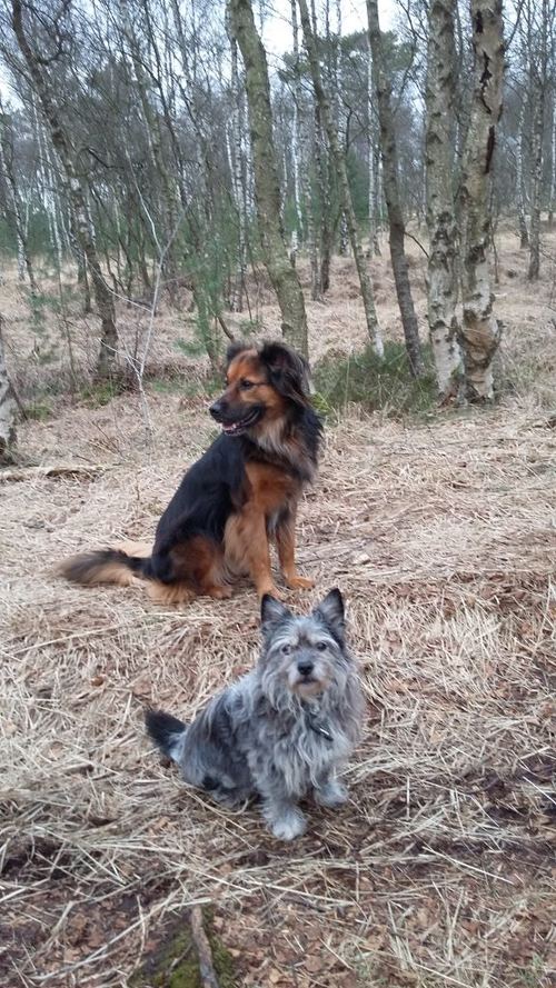 Cairn Terrier Gini