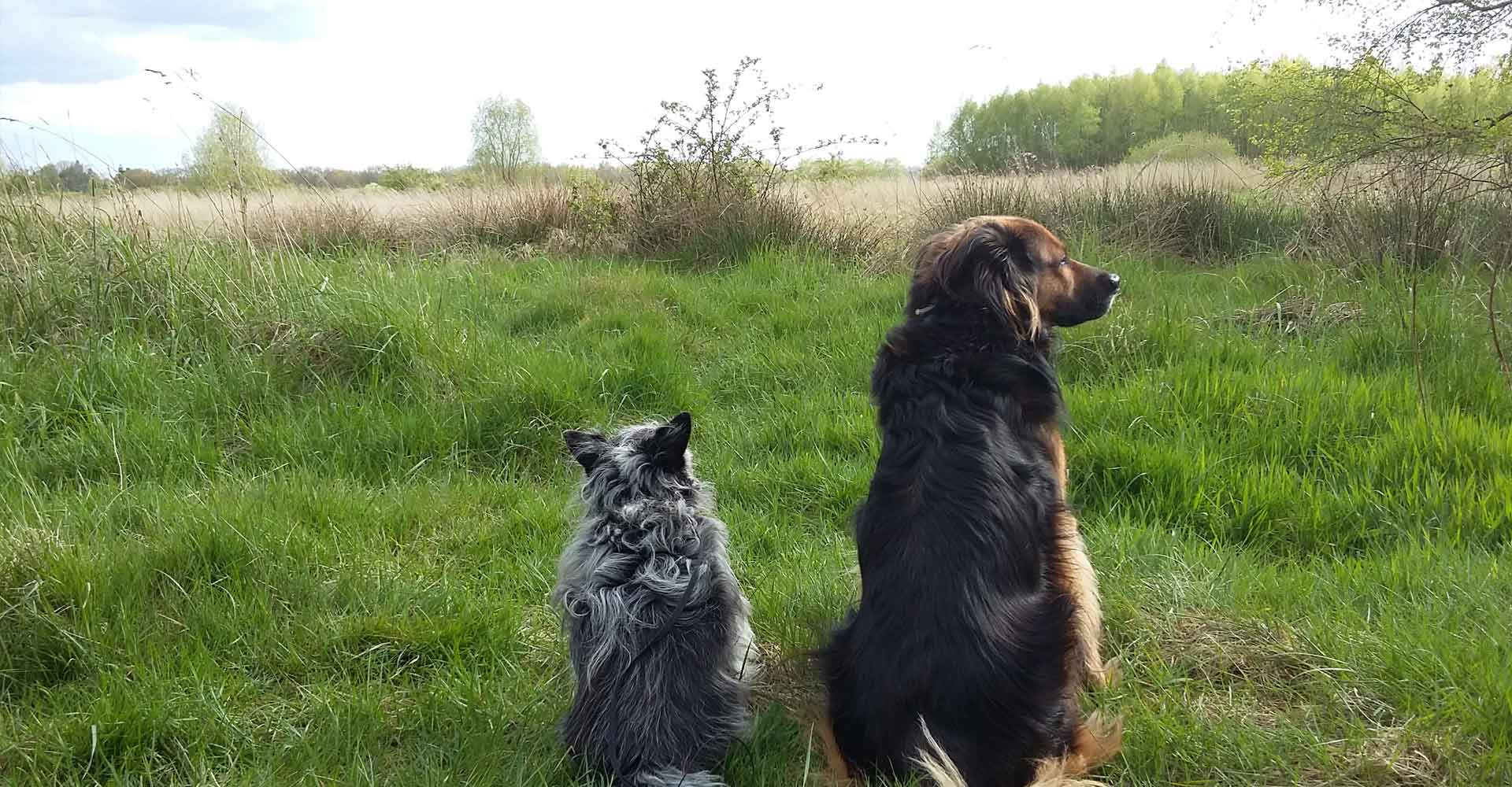 Hund beim Gassigang in der Natur